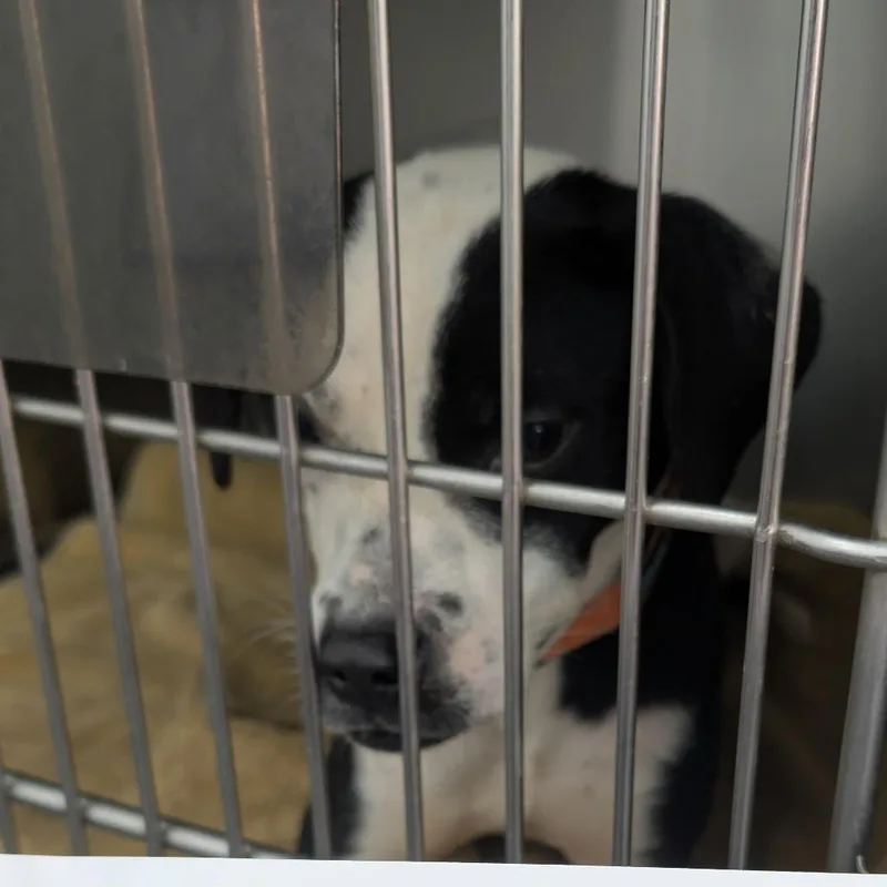 A young medium-sized female White / Cream Mixed Breed dog named Houndstooth for adoption in DeKalb, IL