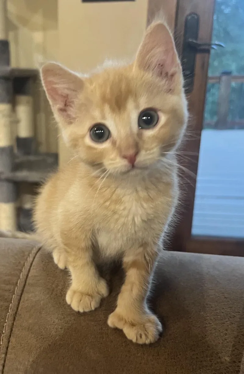 A baby small-sized male Tabby (Orange / Red) Domestic Short Hair cat named Victor Ehlers for adoption in Morrison, CO