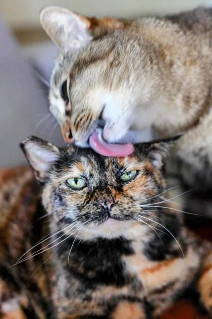 A senior small-sized female Domestic Short Hair cat named Penny for adoption in Seattle, WA