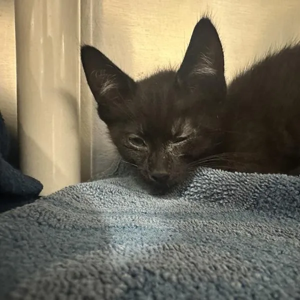 A baby small-sized female Domestic Short Hair cat named Mele for adoption in Walnut Creek, CA