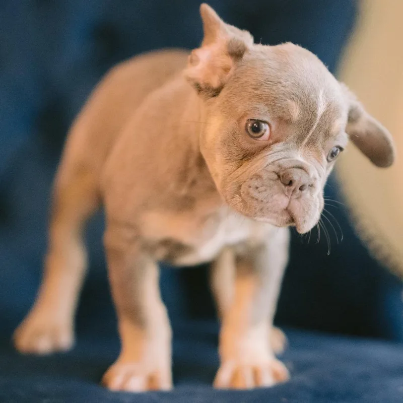 A baby small-sized male French Bulldog dog named Nikko for adoption in Zionsville, IN