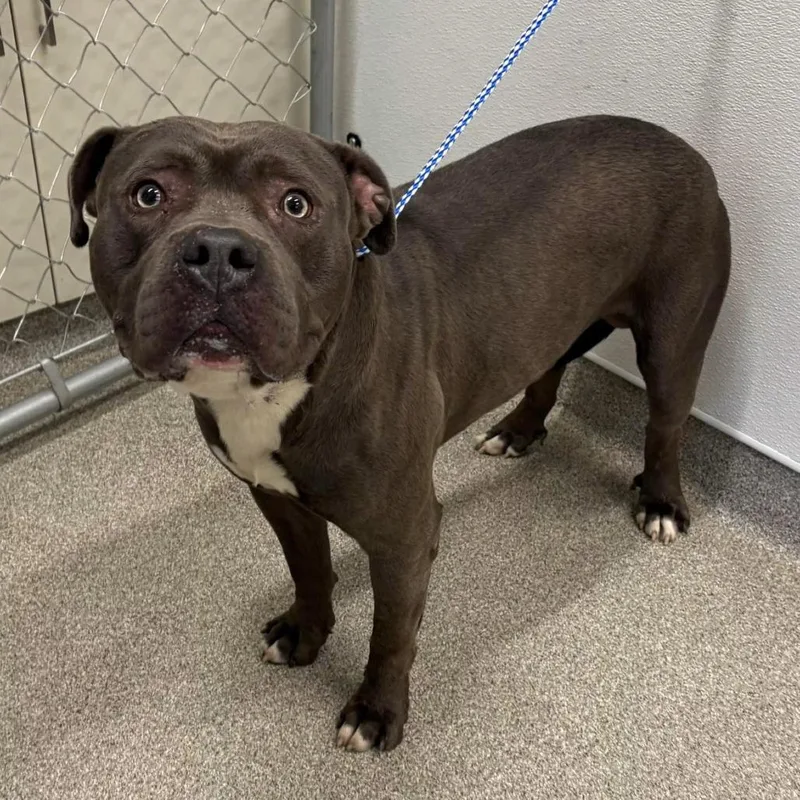 An adult large-sized male Gray / Blue / Silver Pit Bull Terrier dog named Eifel for adoption in Matteson, IL