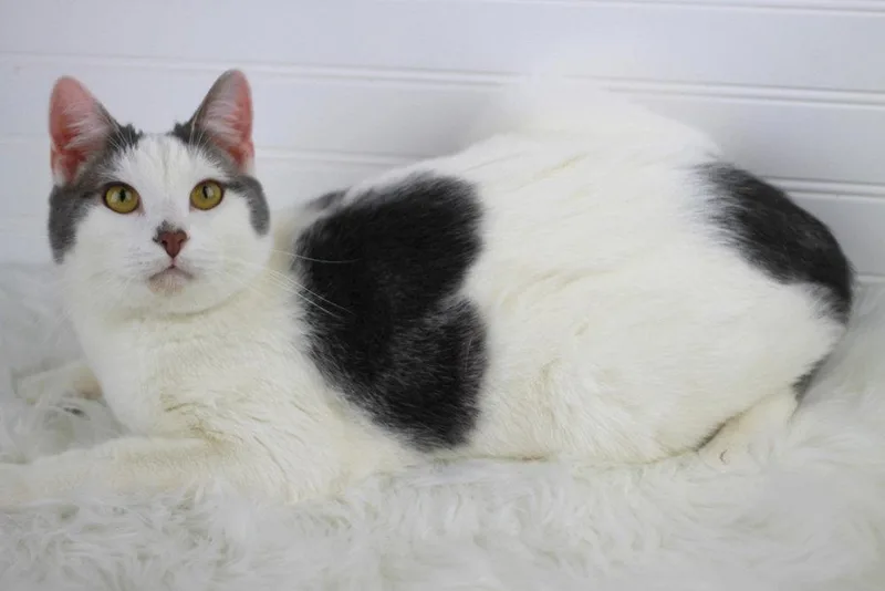 An adult medium-sized male Gray & White Domestic Short Hair cat named Pierre for adoption in Cookeville, TN