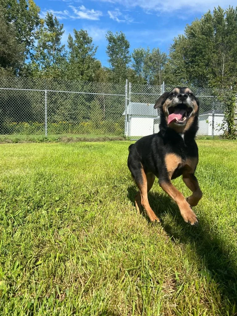 A senior medium-sized male Hound dog named Trigger for adoption in Ogdensburg, NY