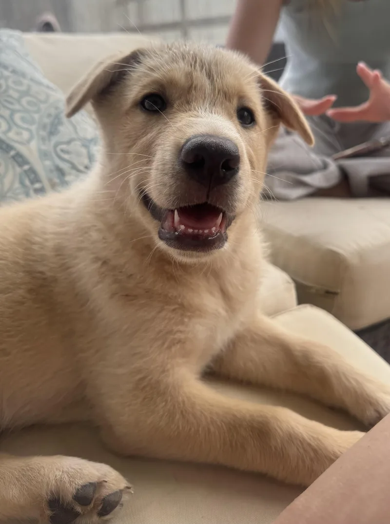 A baby medium-sized female Apricot / Beige Shepherd dog named Nymeria for adoption in Bryan, TX