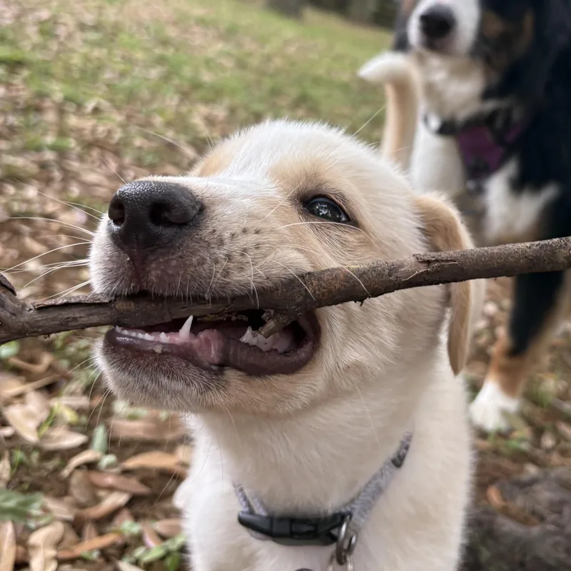 Nymeria thumbnail 3