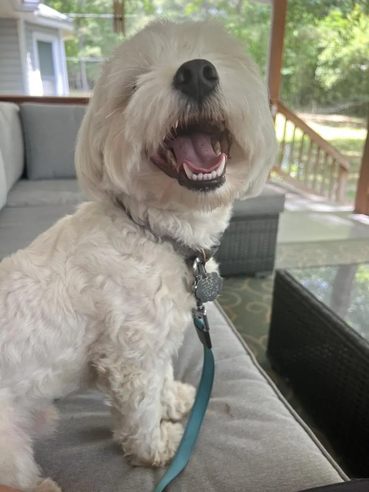 A young small-sized male White / Cream Maltese dog named Milo Augustus for adoption in Cedartown, GA