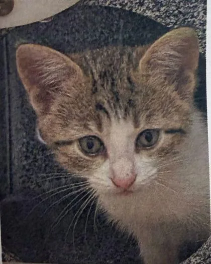 A baby medium-sized male Domestic Short Hair cat named Willow for adoption in West Chester, PA