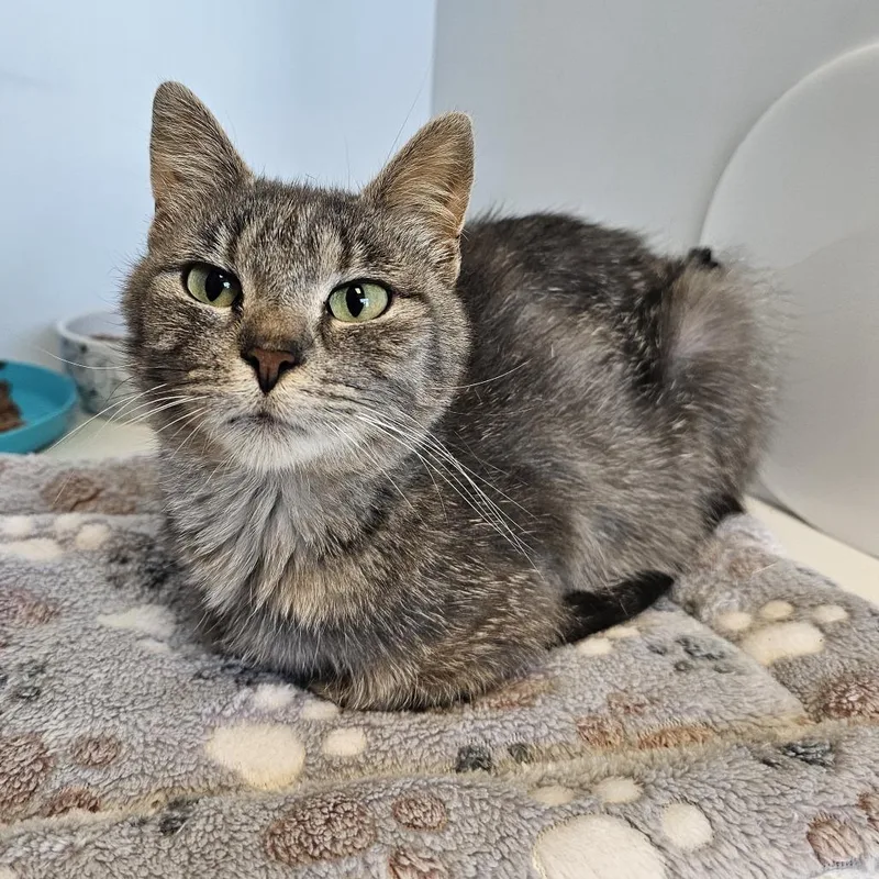 An adult medium-sized female Gray / Blue / Silver Domestic Short Hair cat named Mel for adoption in Monroe, MI