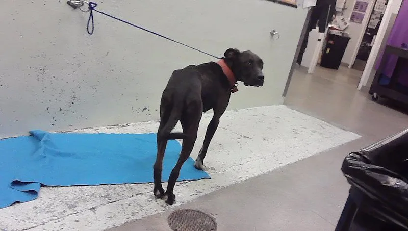 An adult medium-sized female American Staffordshire Terrier dog named Luna for adoption in Houston, TX