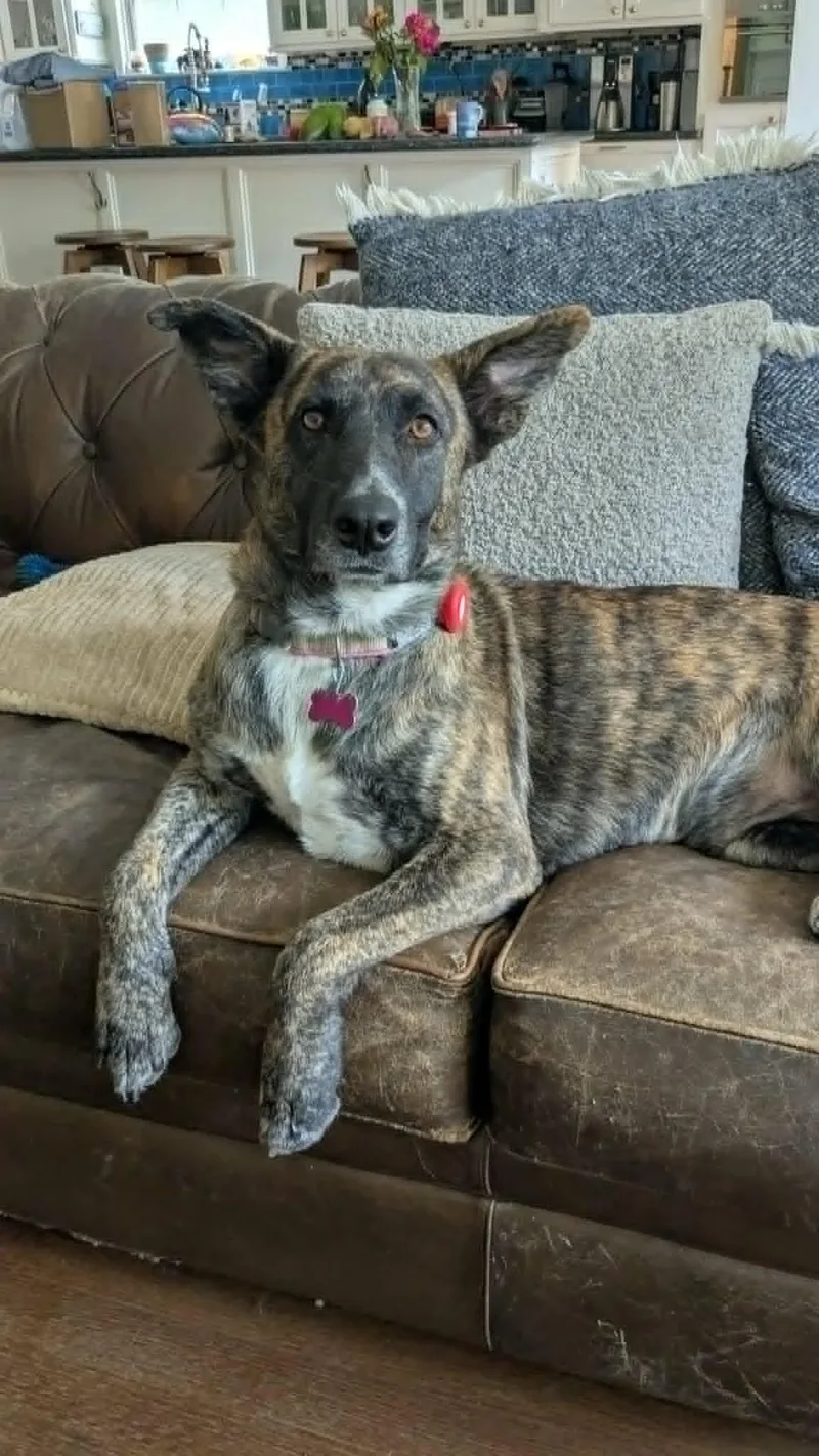 Duchess aka Ms. Perfect thumbnail 2