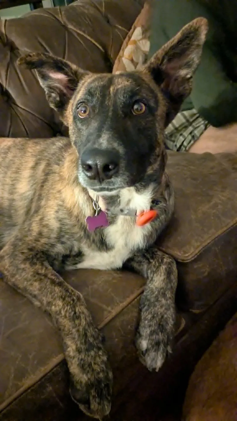 Duchess aka Ms. Perfect thumbnail 3