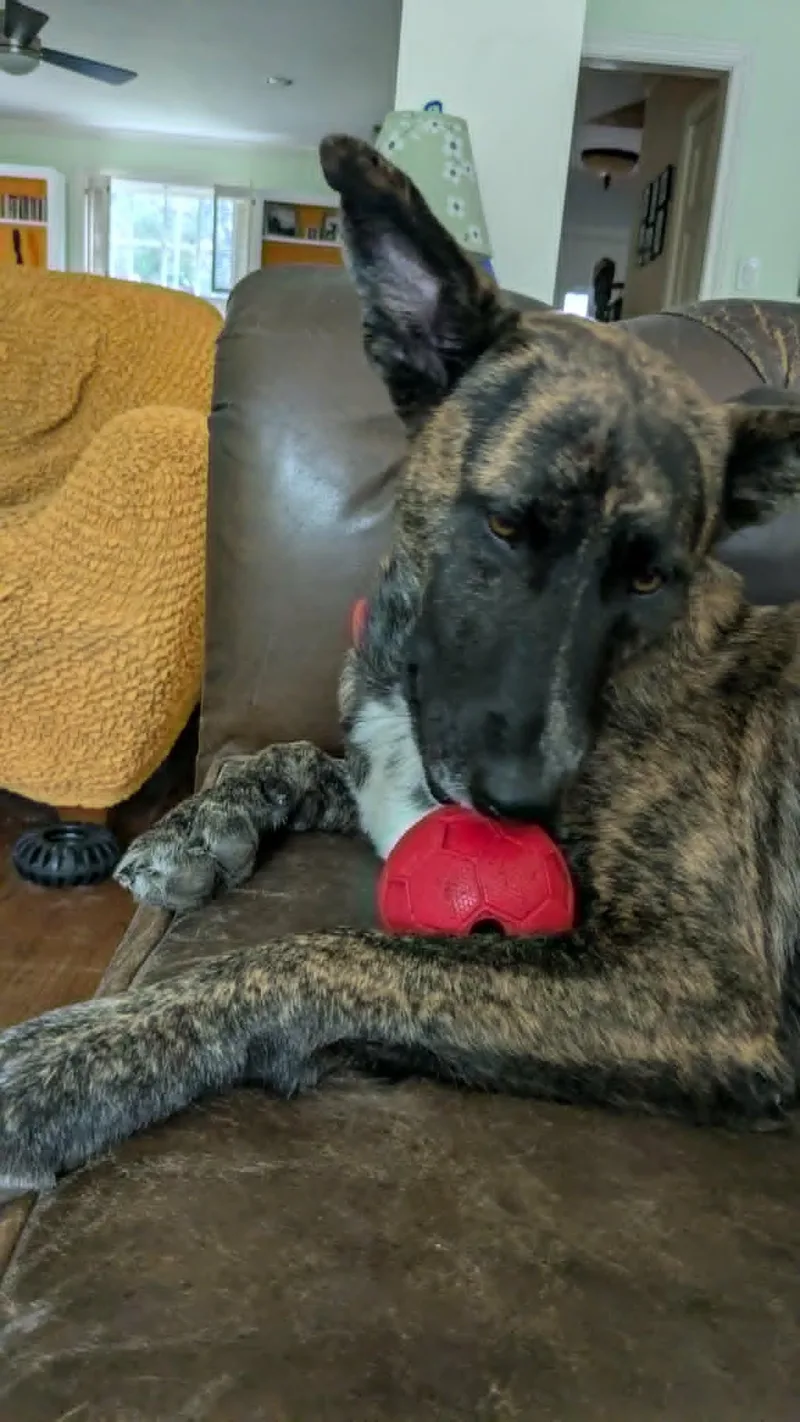 Duchess aka Ms. Perfect thumbnail 5