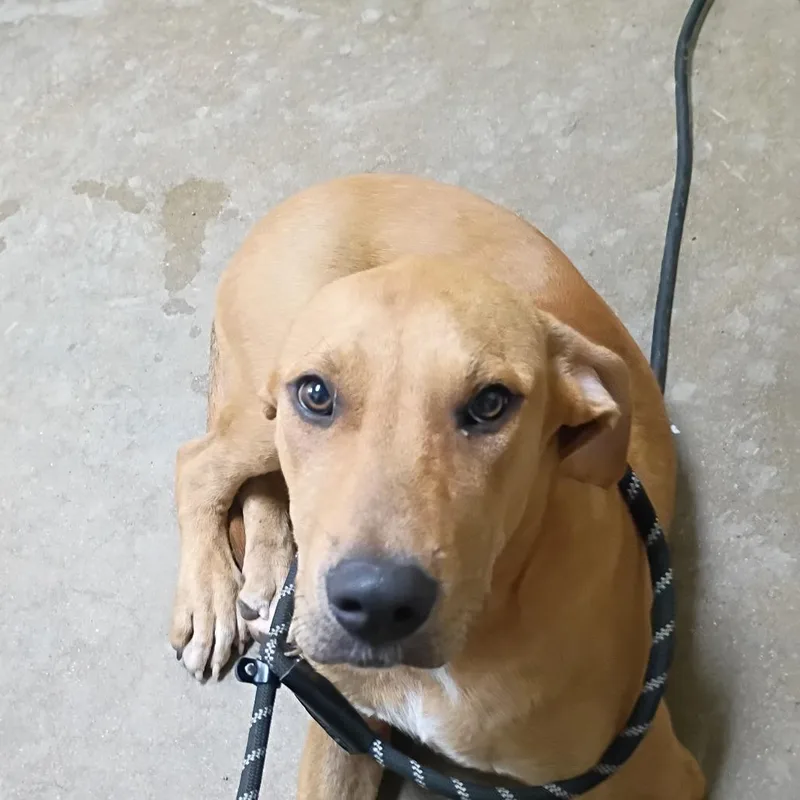 A young medium-sized male Yellow / Tan / Blond / Fawn Labrador Retriever dog named Ronin for adoption in Palestine, TX