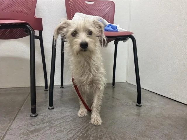 A young small-sized female Cairn Terrier dog named Moana for adoption in Phoenix, AZ
