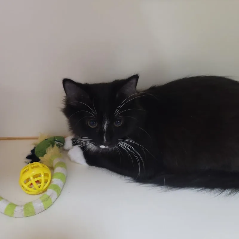 A baby small-sized female Black Domestic Long Hair cat named Hershey for adoption in La Grange, KY