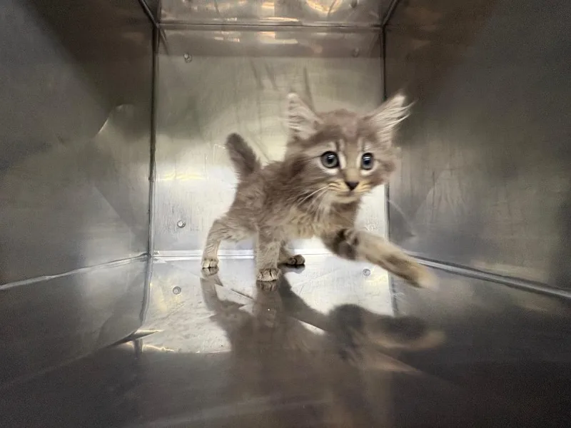 A baby small-sized female Domestic Short Hair cat named Butterfly for adoption in Murray, KY