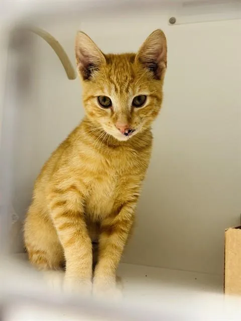 A baby small-sized male Domestic Short Hair cat named Duncan for adoption in Palmetto, FL