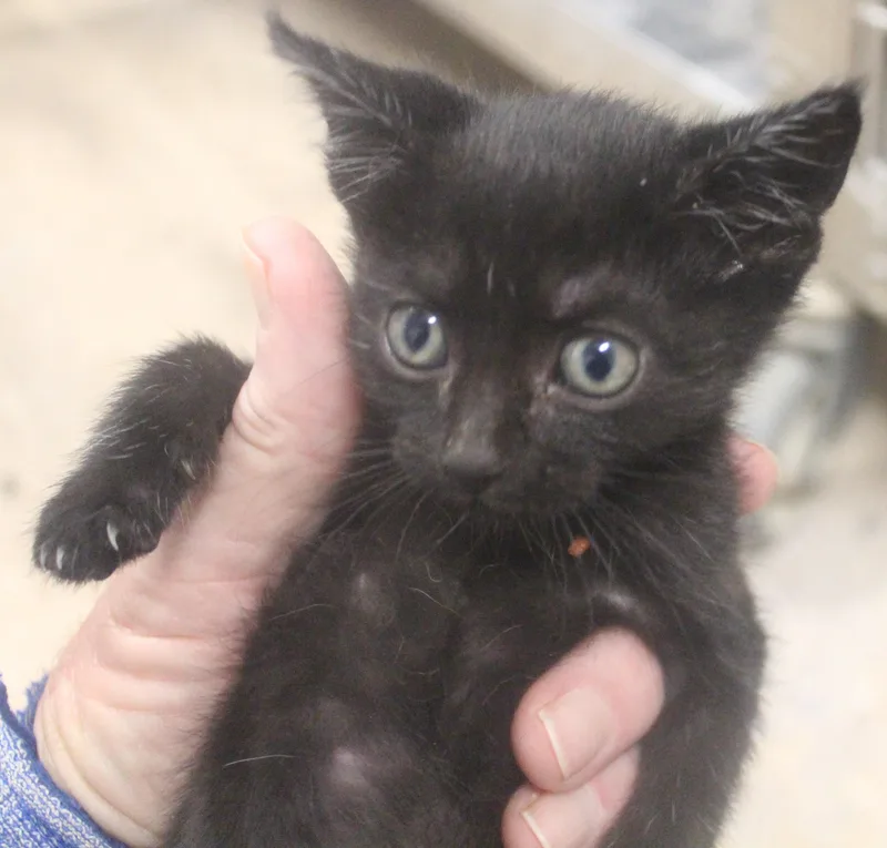 A young medium-sized female Black American Shorthair cat named Brook for adoption in Wasco, CA