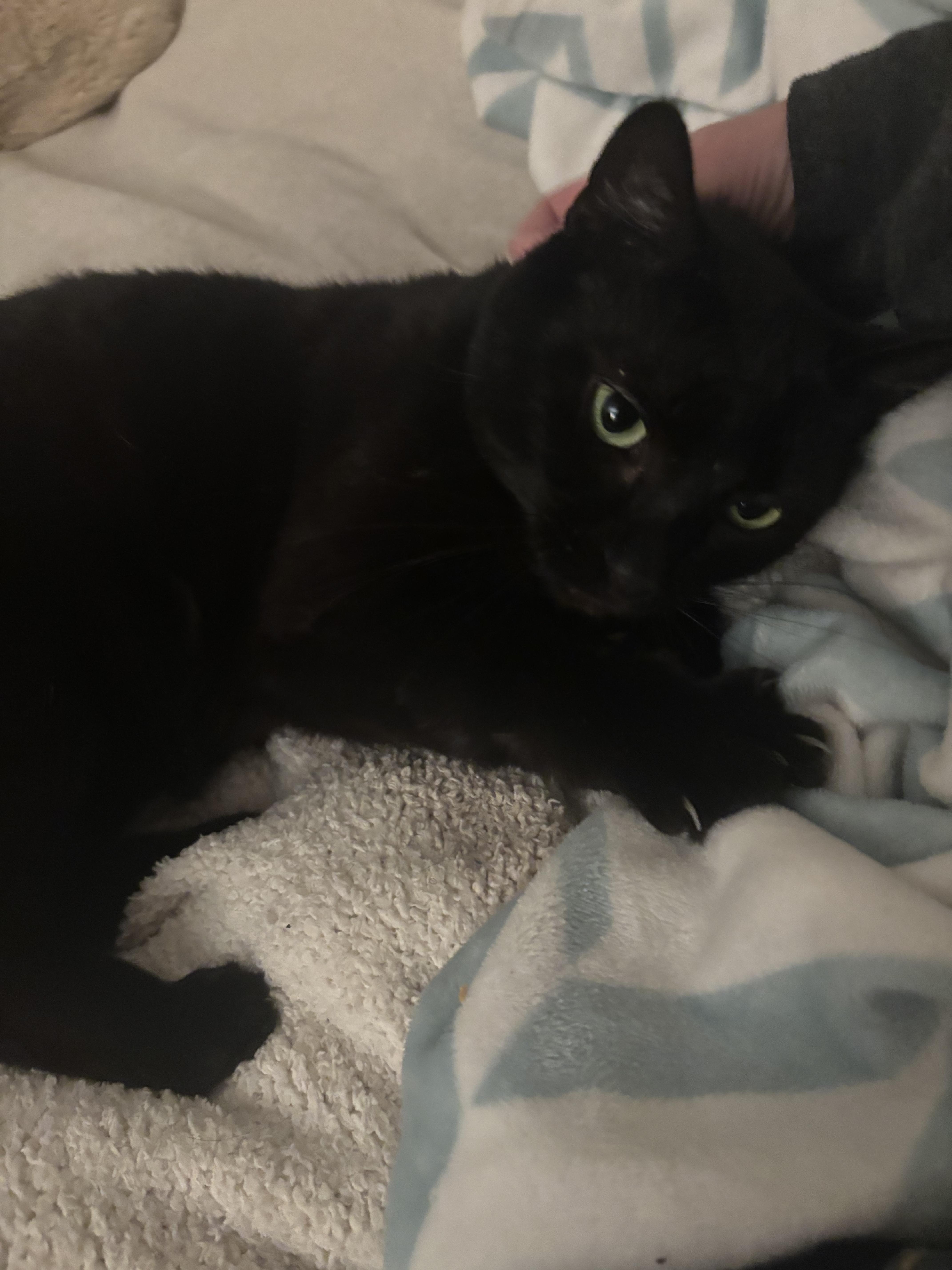 Midnight thumbnail 2