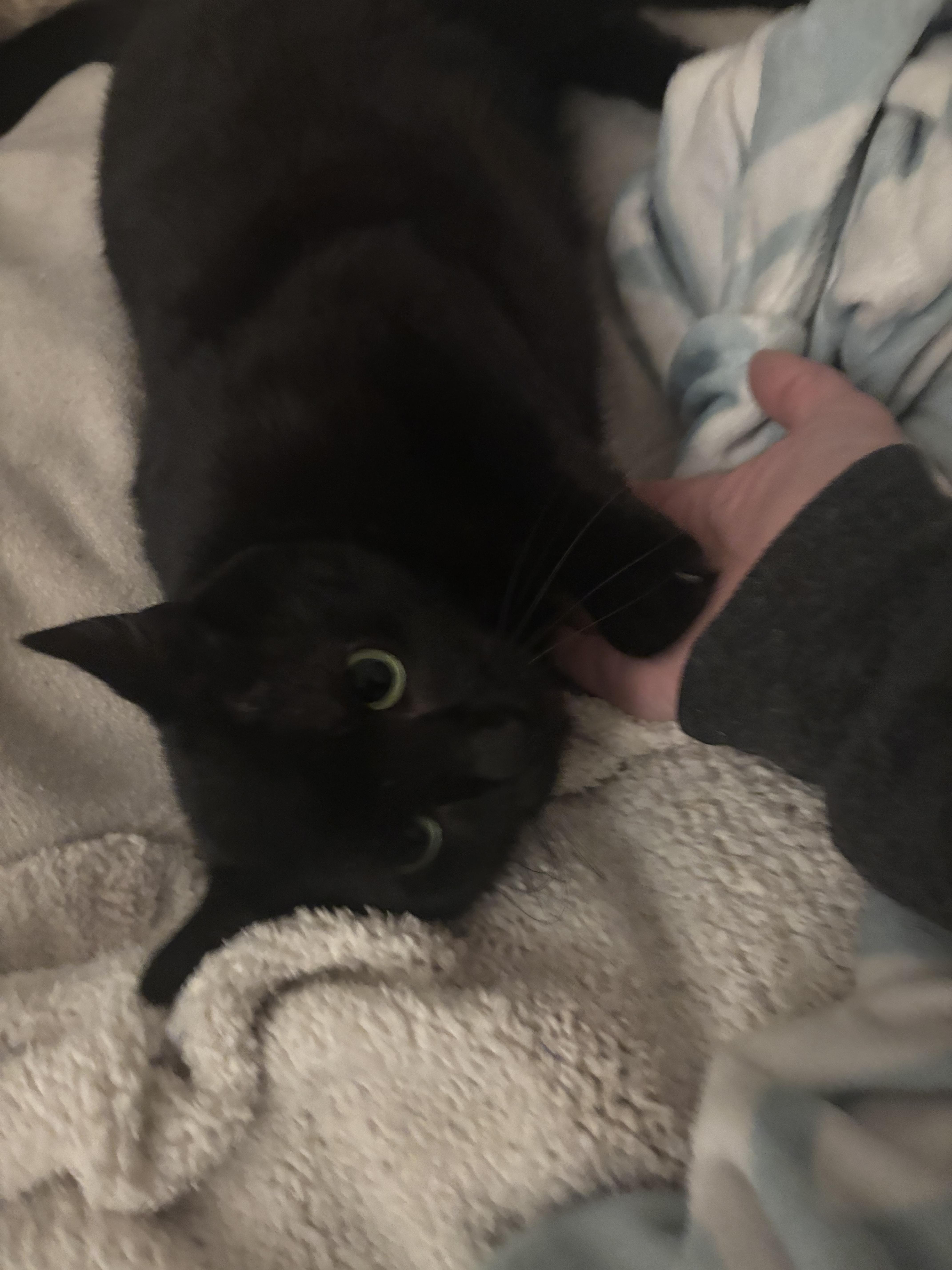 Midnight thumbnail 3