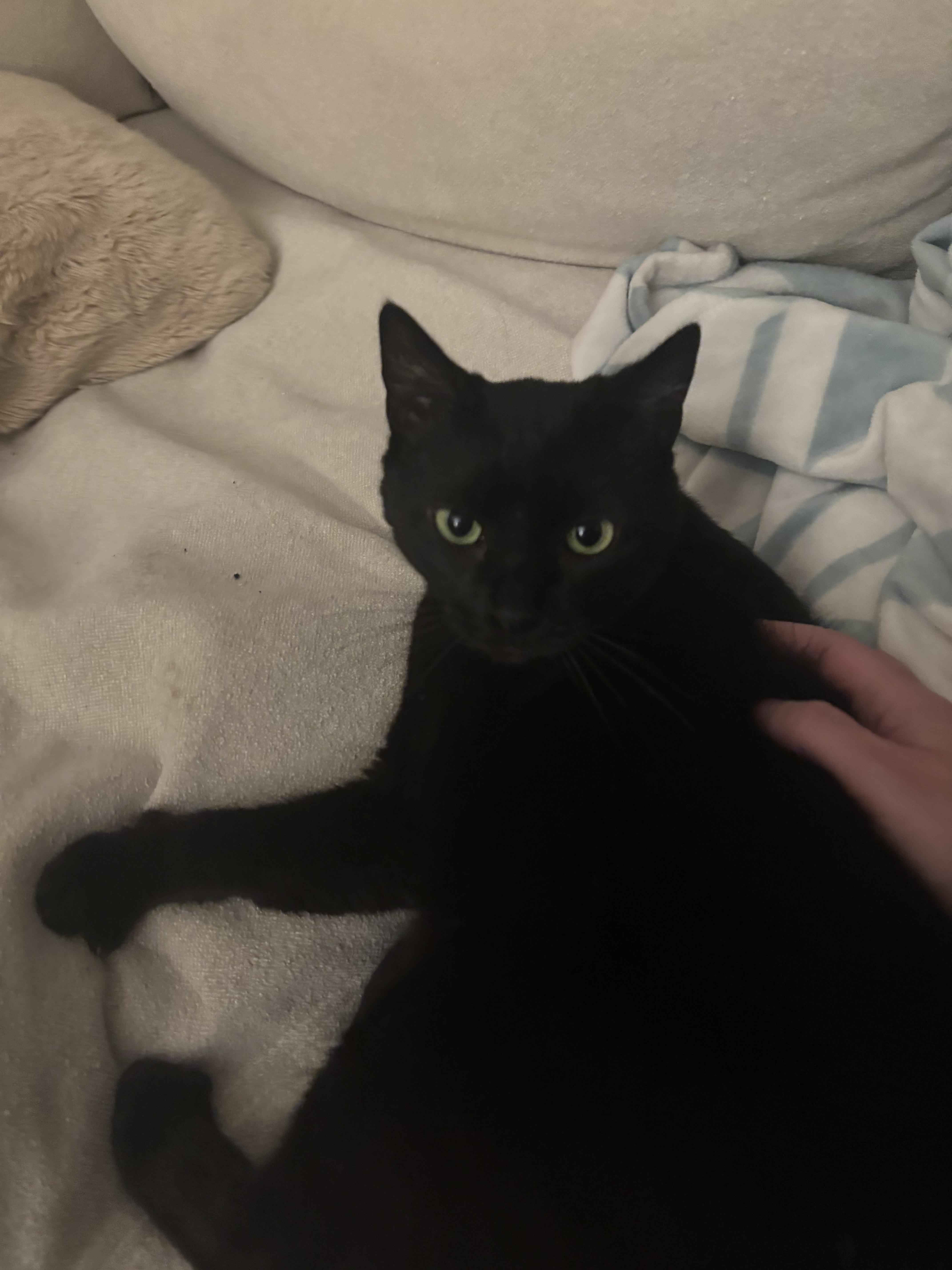 Midnight thumbnail 4