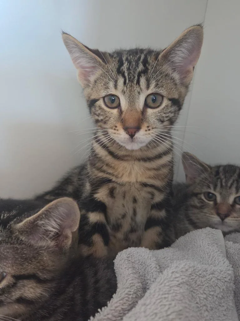 A baby small-sized male Domestic Short Hair cat named Angel for adoption in Hyde Park, NY