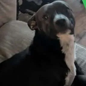 A young small-sized male Pit Bull Terrier dog named Duke for adoption in Tacoma, WA