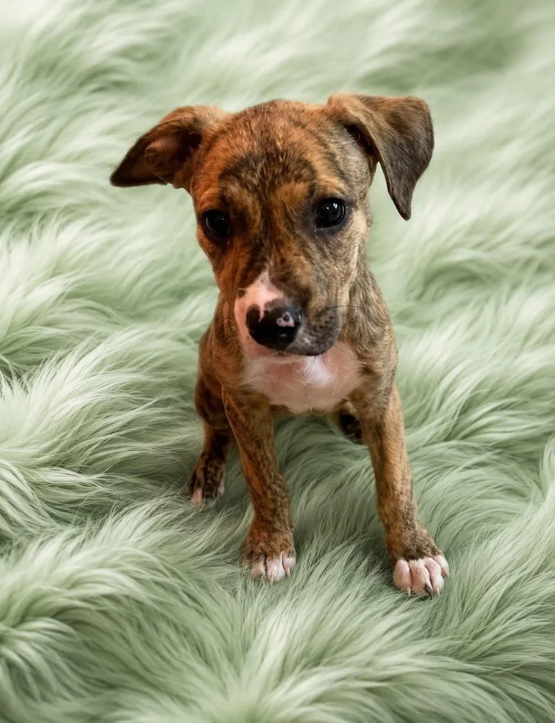 A baby medium-sized female Brindle Terrier dog named Lizzie for adoption in Guntersville, AL