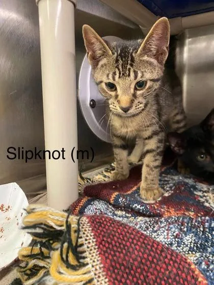 A baby small-sized male Domestic Short Hair cat named Slipknot for adoption in Hobart, IN