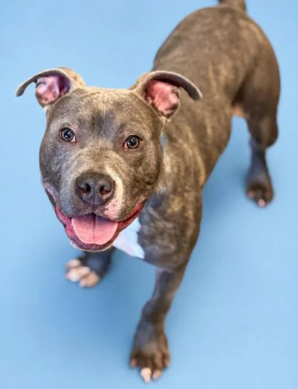 An adult medium-sized male Pit Bull Terrier dog named Frank for adoption in Bowling Green, KY