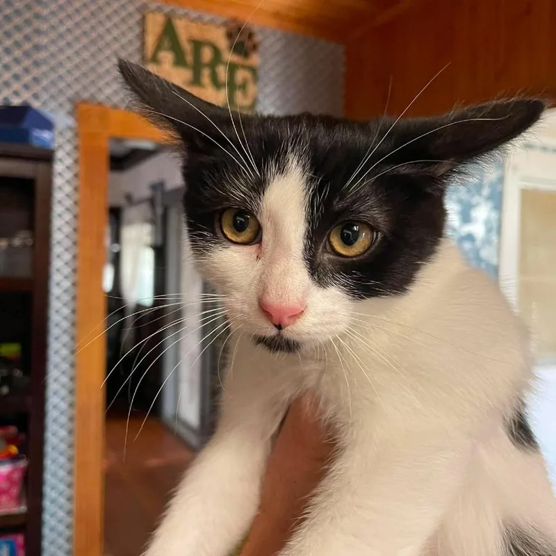 A baby small-sized male White Domestic Short Hair cat named John for adoption in Hemet, CA