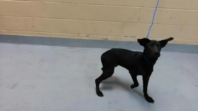 Blu
