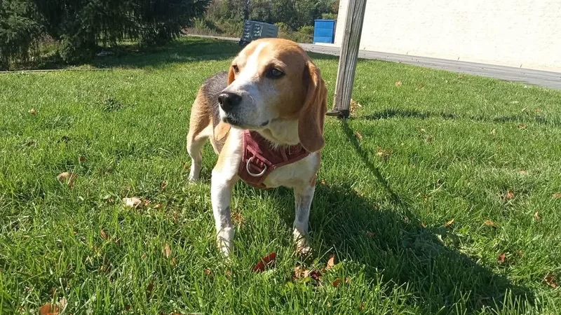 An adult small-sized male Tricolor (Brown, Black, & White) Beagle dog named Otis for adoption in Stuarts Draft, VA