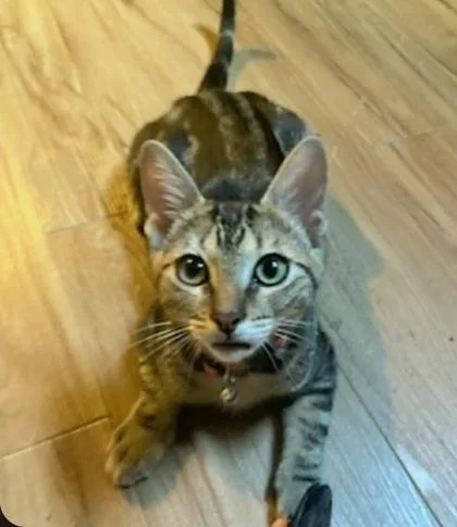 A baby medium-sized male Tabby (Brown / Chocolate) Domestic Short Hair cat named Garbanzo for adoption in Warr Acres, OK