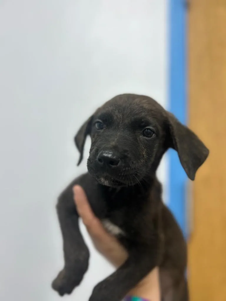 A baby medium-sized male German Shepherd Dog dog named Poppy for adoption in Hartsville, SC
