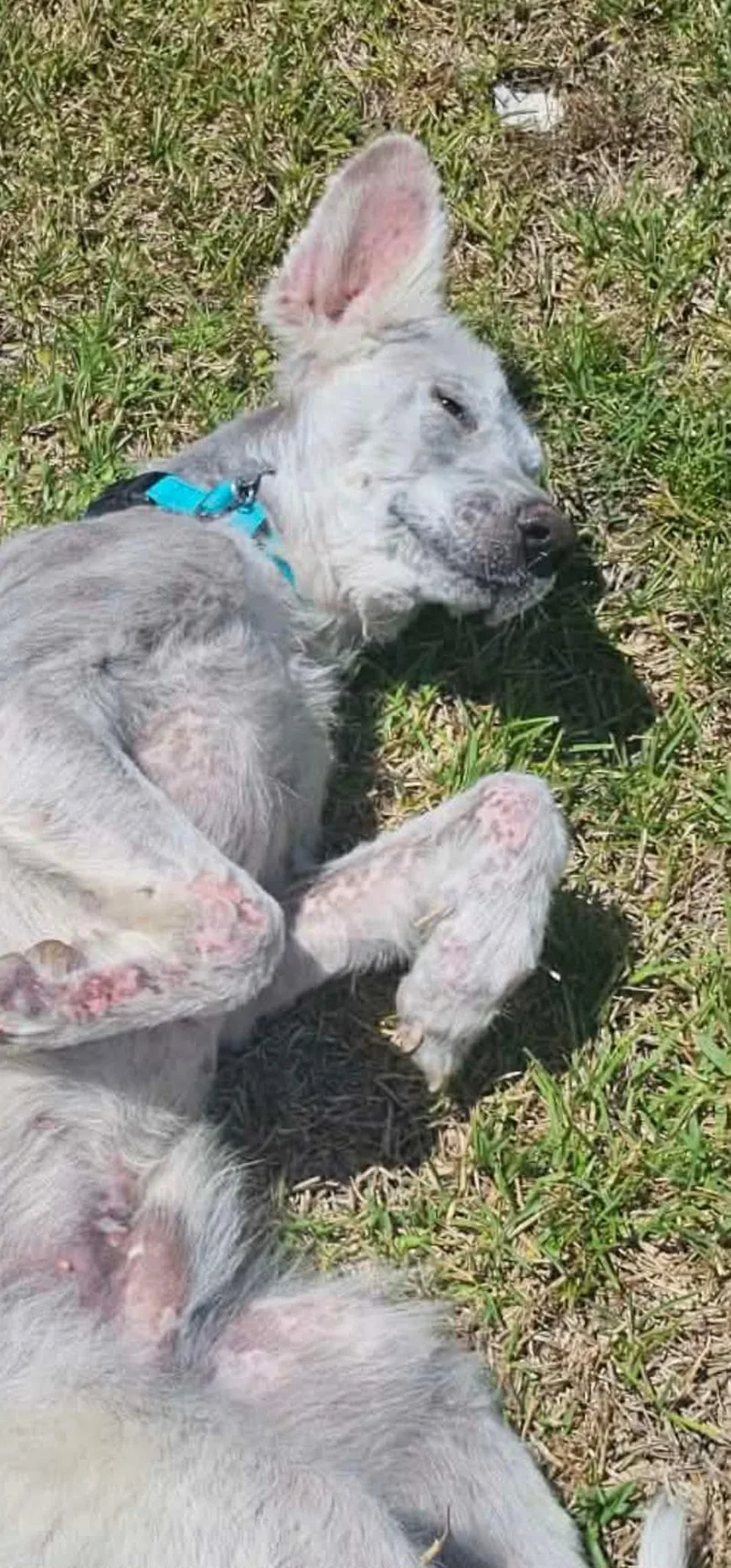 An adult large-sized male Great Pyrenees dog named Casper for adoption in Houston, TX