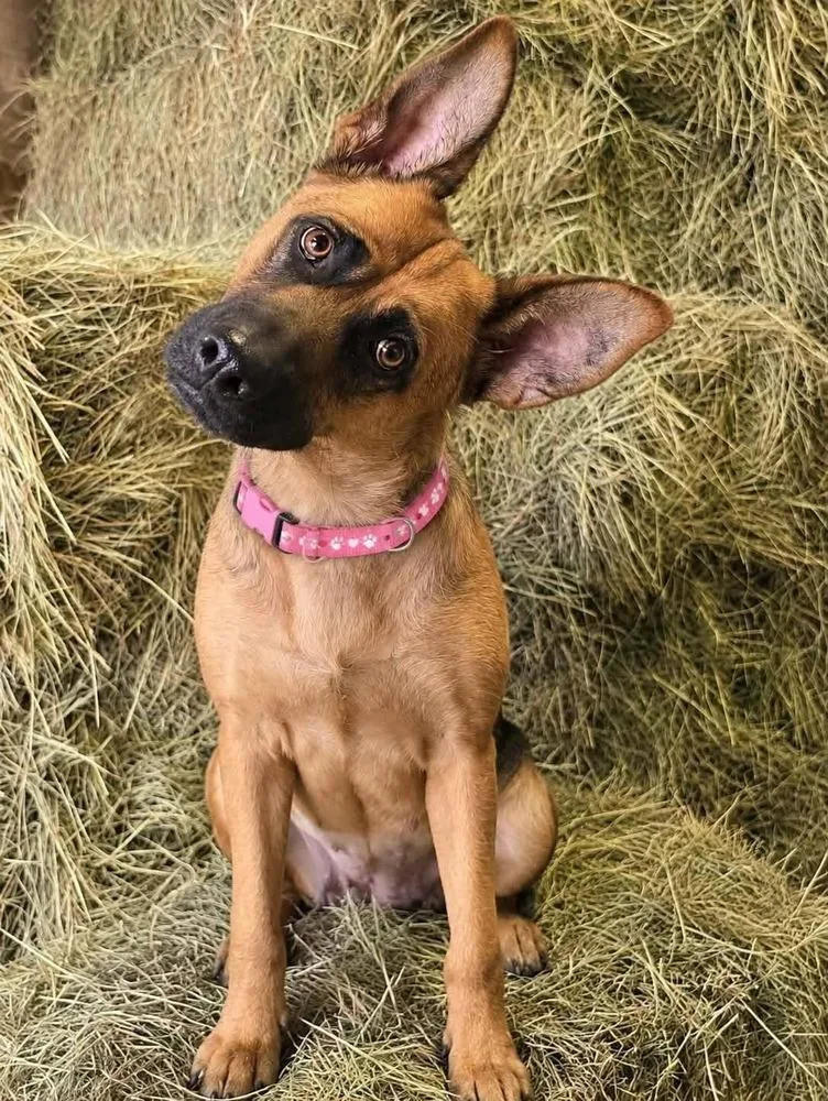 An adult large-sized female Tricolor (Brown, Black, & White) German Shepherd Dog dog named Sadie for adoption in Suamico, WI