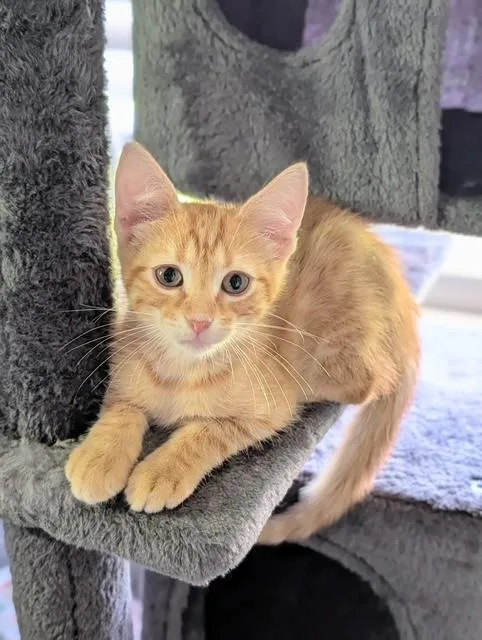 A baby medium-sized male Tabby (Orange / Red) Domestic Short Hair cat named Tropicana for adoption in Murfreesboro, TN