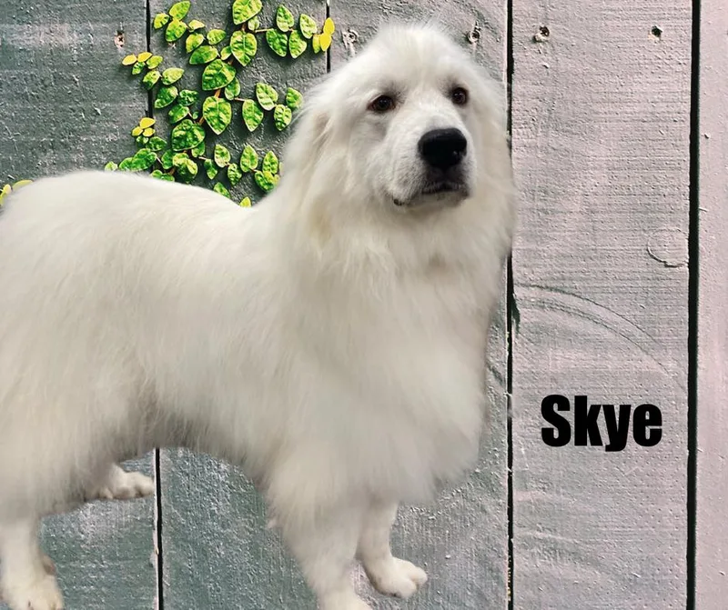 Skye And Stark thumbnail 2