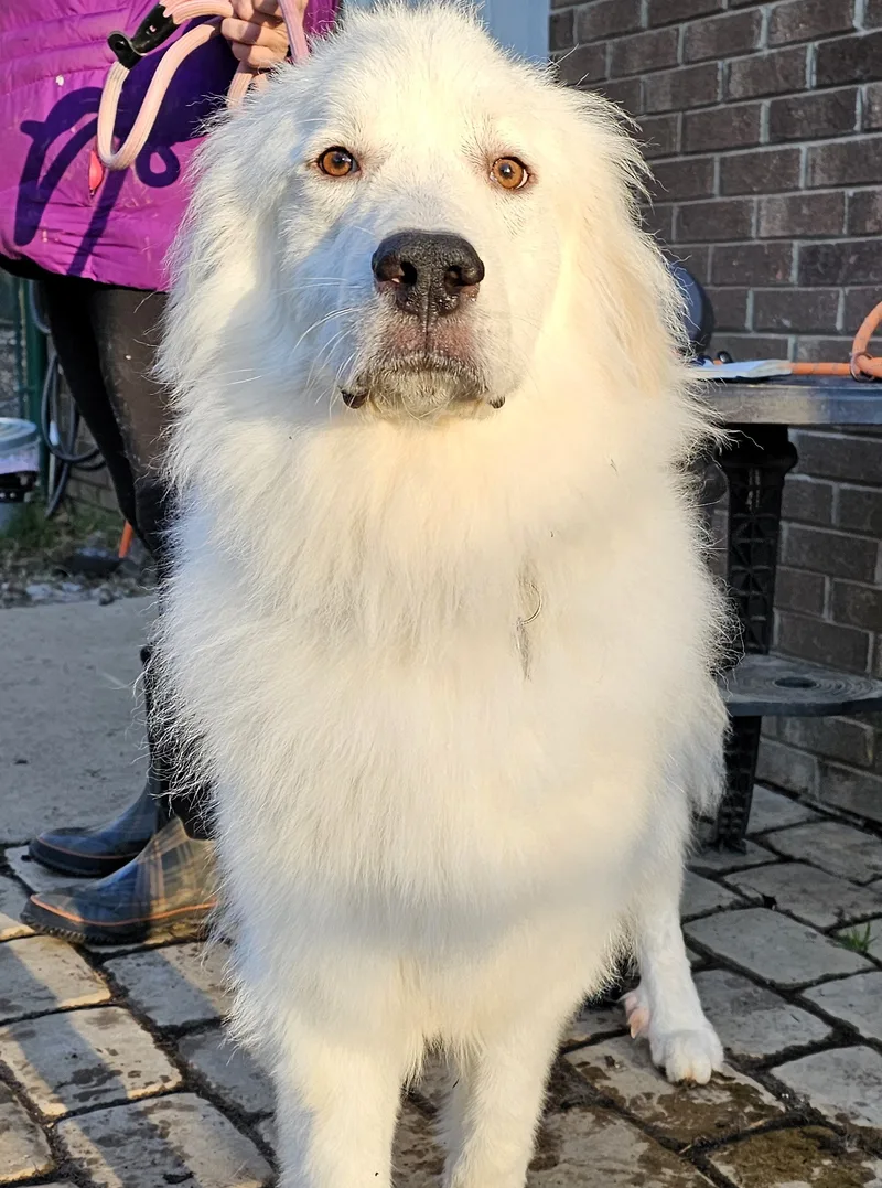 Skye And Stark thumbnail 3