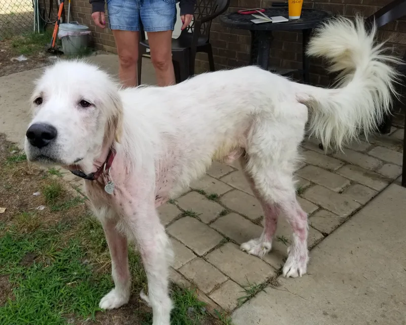 Skye And Stark thumbnail 4