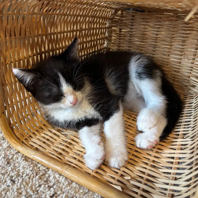 A baby small-sized female Black Domestic Short Hair cat named Lucky Charms for adoption in Columbia, MO