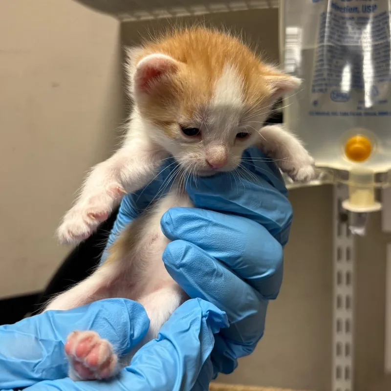 A baby small-sized male White Domestic Short Hair cat named Poka for adoption in Yuma, AZ