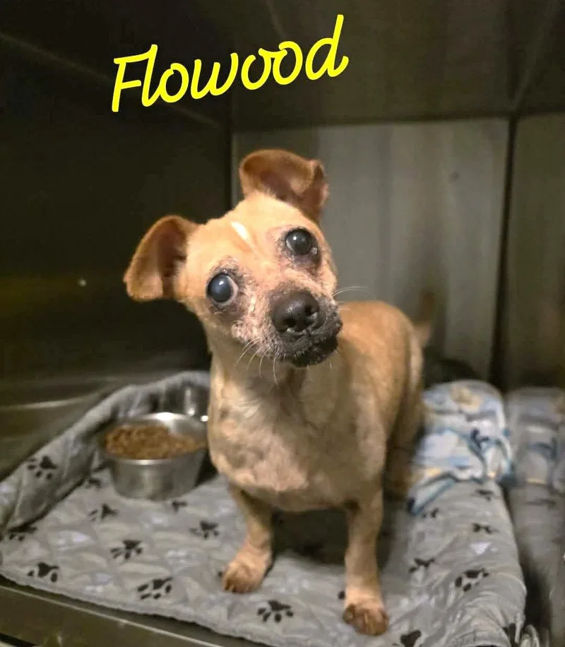 An adult small-sized female Chihuahua dog named Flowood Wood for adoption in Saunderstown, RI