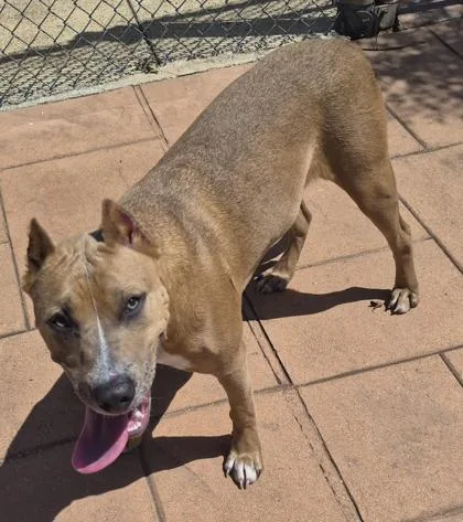 An adult large-sized female Terrier dog named Java for adoption in Shreveport, LA