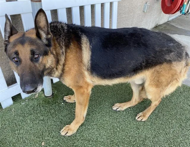 An adult large-sized male German Shepherd Dog dog named Doc Hudson for adoption in Modesto, CA