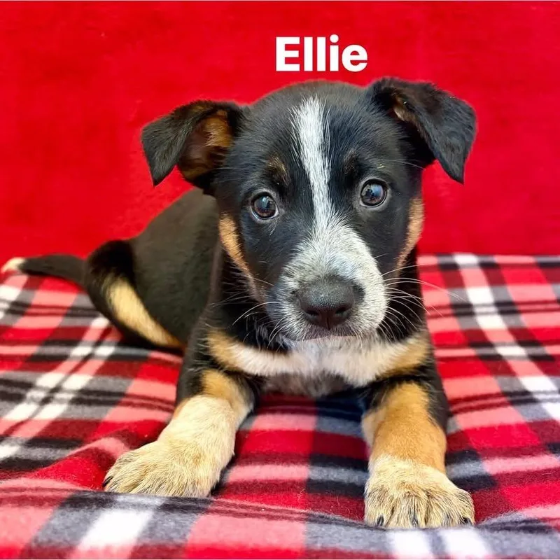 Ellie thumbnail 4