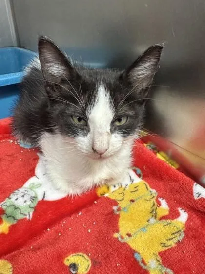A young small-sized male Domestic Short Hair cat named Ghirardelli for adoption in San Antonio, TX
