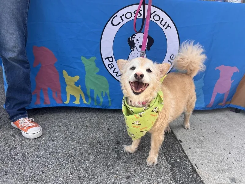 An adult small-sized female White / Cream Poodle dog named Lilly for adoption in Irwin, PA